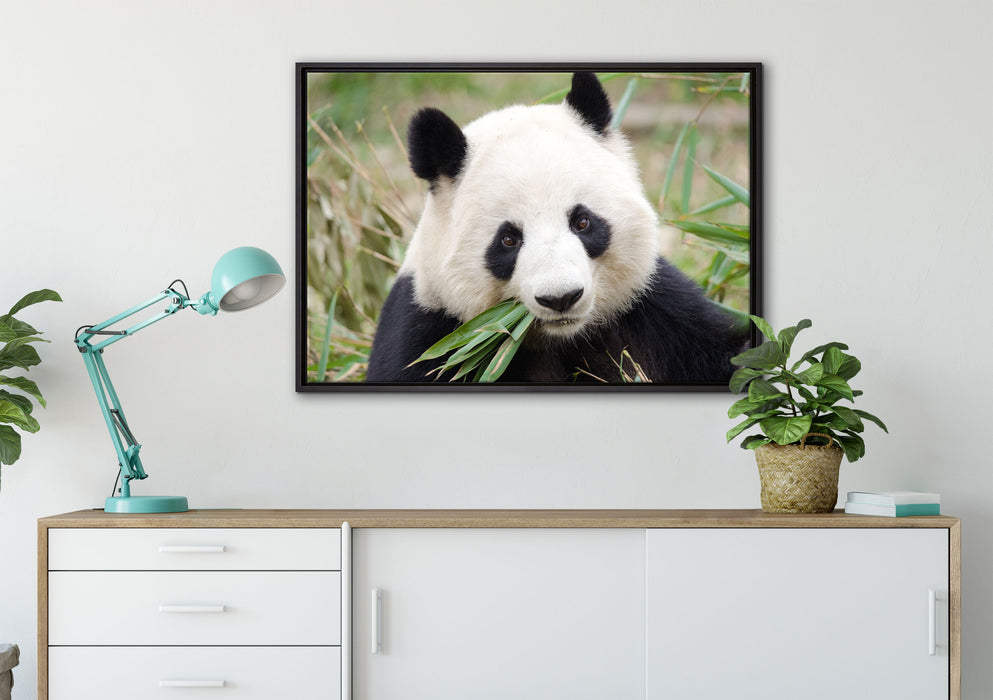 Pandabär frisst Bambus auf Leinwandbild gerahmt verschiedene Größen im Wohnzimmer