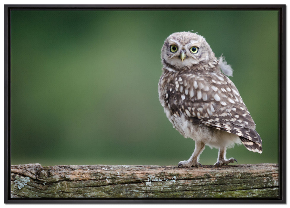 Kleine Eule auf Baum auf Leinwandbild gerahmt Größe 100x70