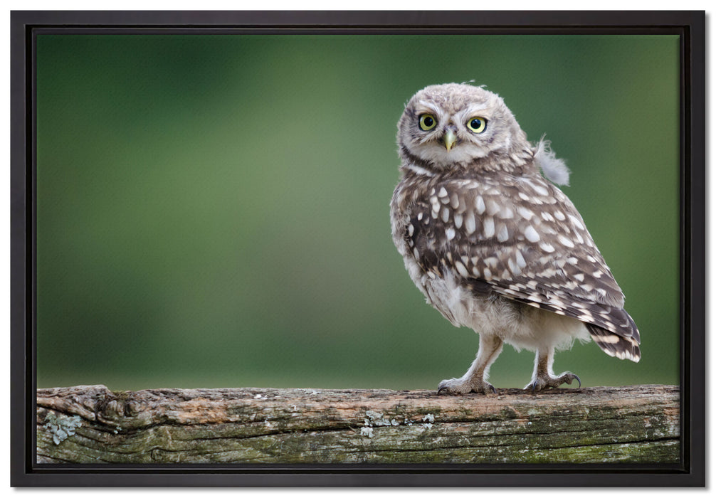 Kleine Eule auf Baum auf Leinwandbild gerahmt Größe 60x40