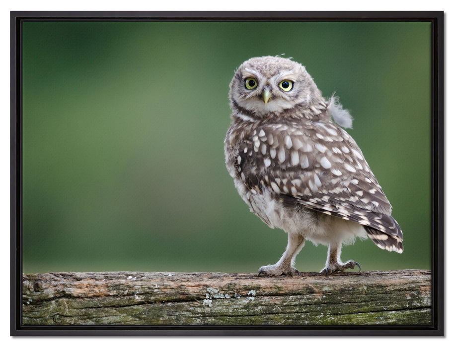 Kleine Eule auf Baum auf Leinwandbild gerahmt Größe 80x60