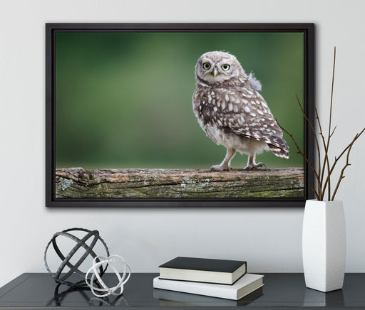 Kleine Eule auf Baum auf Leinwandbild gerahmt mit Kirschblüten