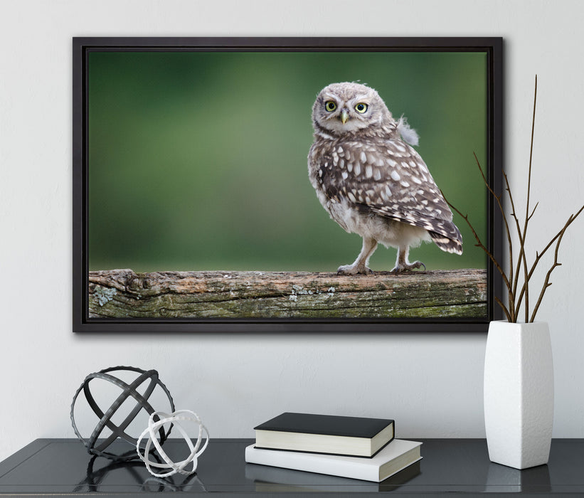Kleine Eule auf Baum auf Leinwandbild gerahmt mit Kirschblüten