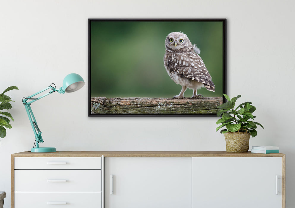 Kleine Eule auf Baum auf Leinwandbild gerahmt verschiedene Größen im Wohnzimmer