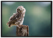 Lustige kleine Eule auf Leinwandbild gerahmt Größe 100x70