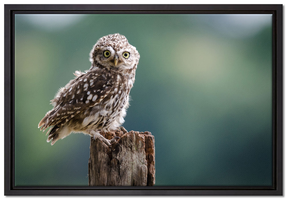 Lustige kleine Eule auf Leinwandbild gerahmt Größe 60x40