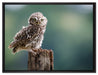 Lustige kleine Eule auf Leinwandbild gerahmt Größe 80x60