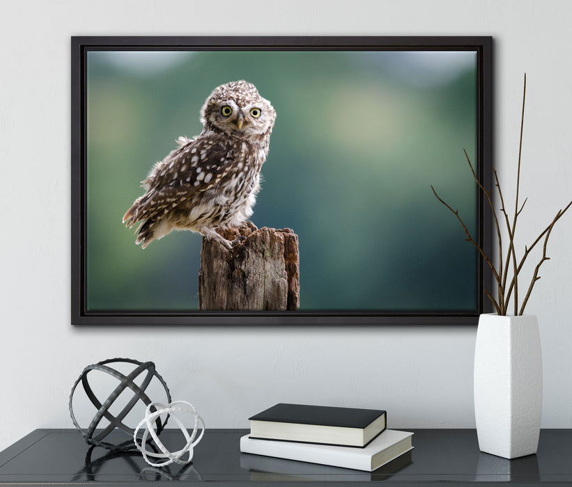 Lustige kleine Eule auf Leinwandbild gerahmt mit Kirschblüten