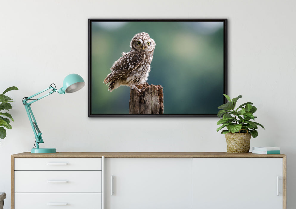 Lustige kleine Eule auf Leinwandbild gerahmt verschiedene Größen im Wohnzimmer