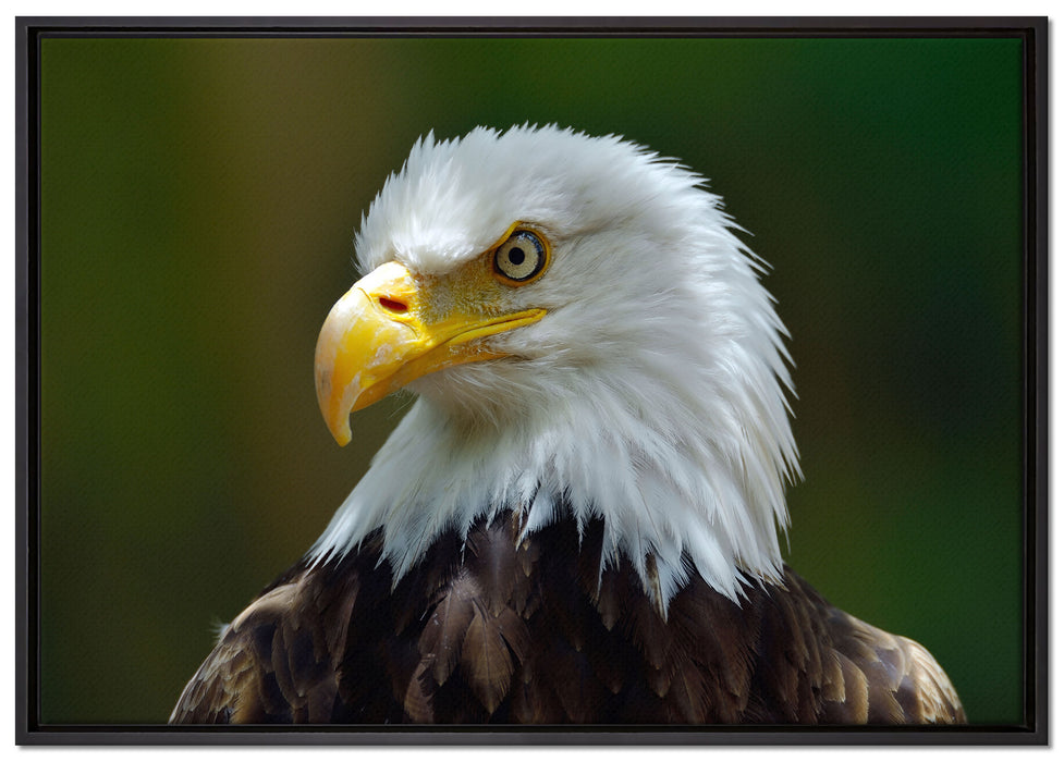 Mächtiger Weißkopfseeadler auf Leinwandbild gerahmt Größe 100x70