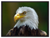 Mächtiger Weißkopfseeadler auf Leinwandbild gerahmt Größe 80x60
