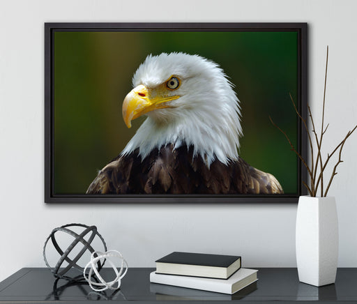 Mächtiger Weißkopfseeadler auf Leinwandbild gerahmt mit Kirschblüten