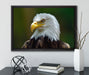 Mächtiger Weißkopfseeadler auf Leinwandbild gerahmt mit Kirschblüten