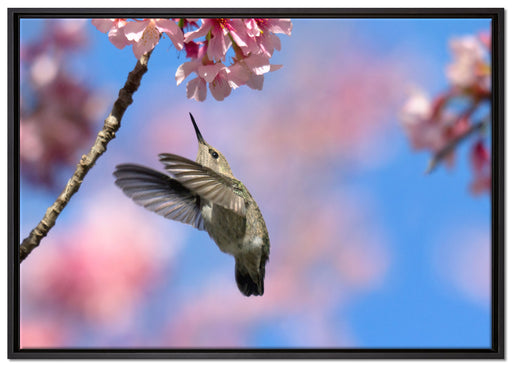 Kolibri an Kirschblüte auf Leinwandbild gerahmt Größe 100x70