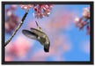 Kolibri an Kirschblüte auf Leinwandbild gerahmt Größe 60x40