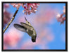 Kolibri an Kirschblüte auf Leinwandbild gerahmt Größe 80x60