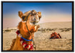 Lustiges Kamel in Wüste auf Leinwandbild gerahmt Größe 100x70