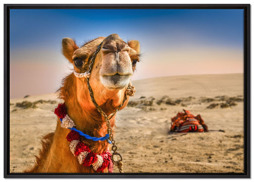 Lustiges Kamel in Wüste auf Leinwandbild gerahmt Größe 100x70