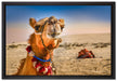 Lustiges Kamel in Wüste auf Leinwandbild gerahmt Größe 60x40