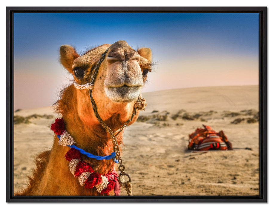 Lustiges Kamel in Wüste auf Leinwandbild gerahmt Größe 80x60