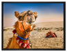 Lustiges Kamel in Wüste auf Leinwandbild gerahmt Größe 80x60