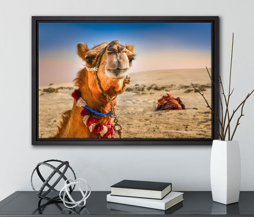 Lustiges Kamel in Wüste auf Leinwandbild gerahmt mit Kirschblüten