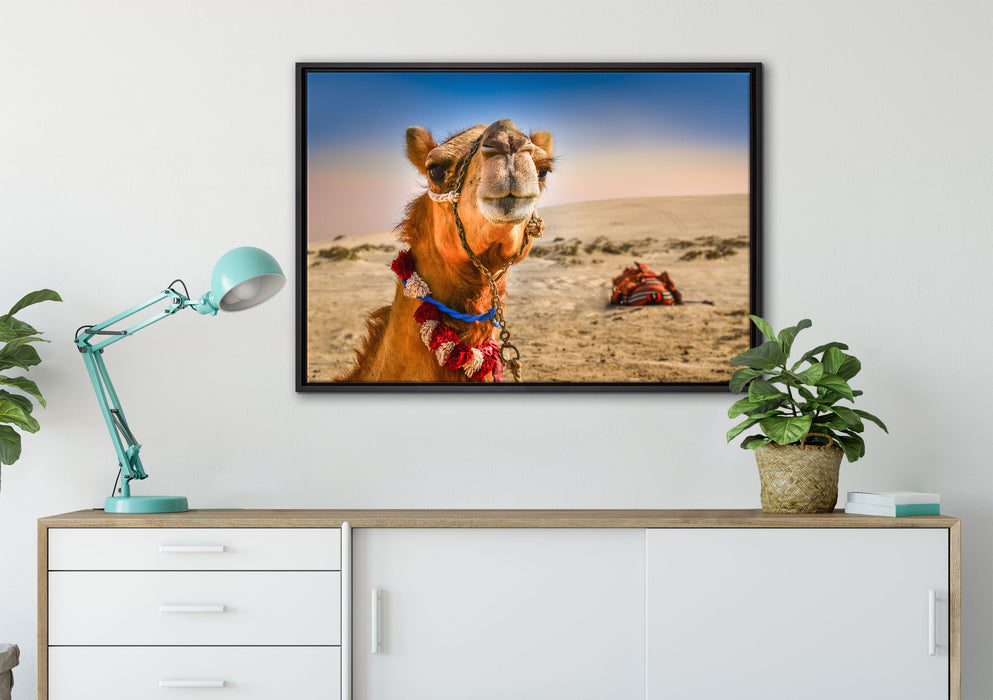 Lustiges Kamel in Wüste auf Leinwandbild gerahmt verschiedene Größen im Wohnzimmer