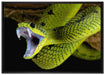 Giftige grüne Schlange auf Leinwandbild gerahmt Größe 100x70