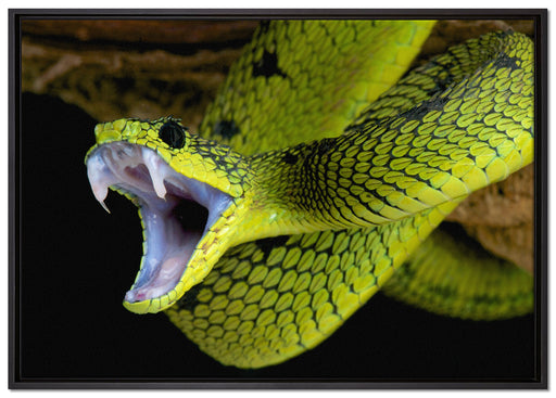 Giftige grüne Schlange auf Leinwandbild gerahmt Größe 100x70