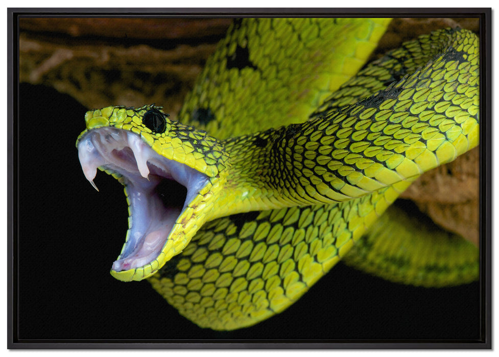 Giftige grüne Schlange auf Leinwandbild gerahmt Größe 100x70