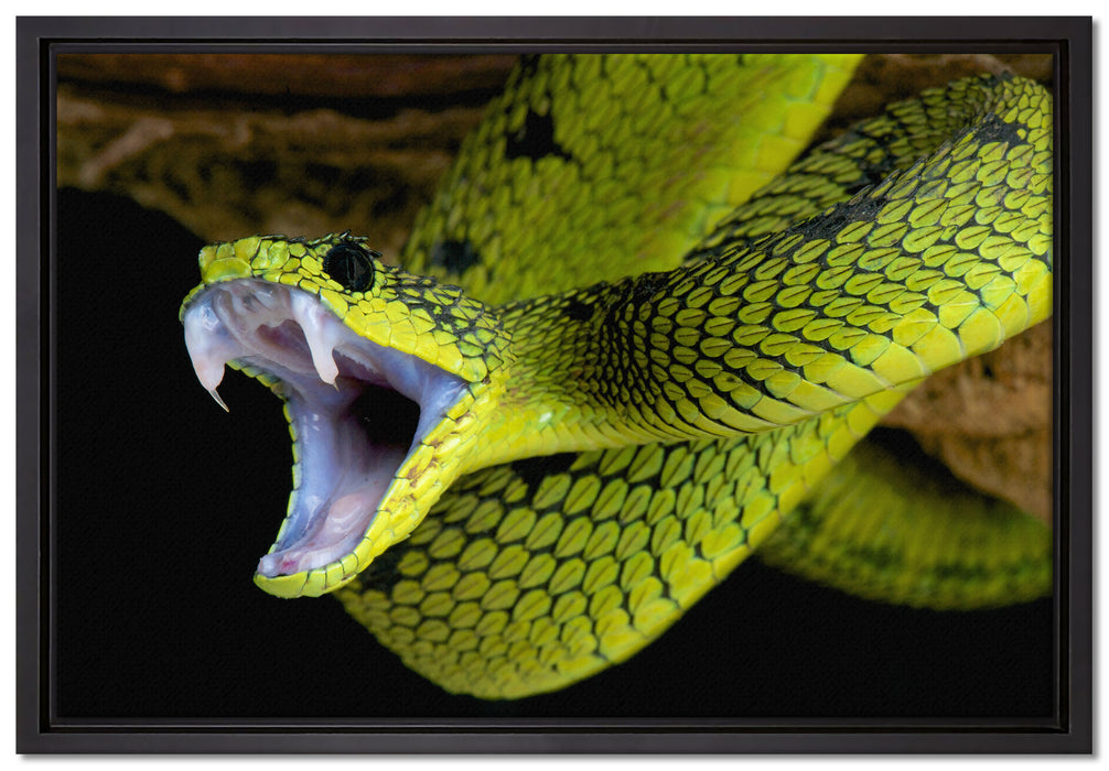 Giftige grüne Schlange auf Leinwandbild gerahmt Größe 60x40