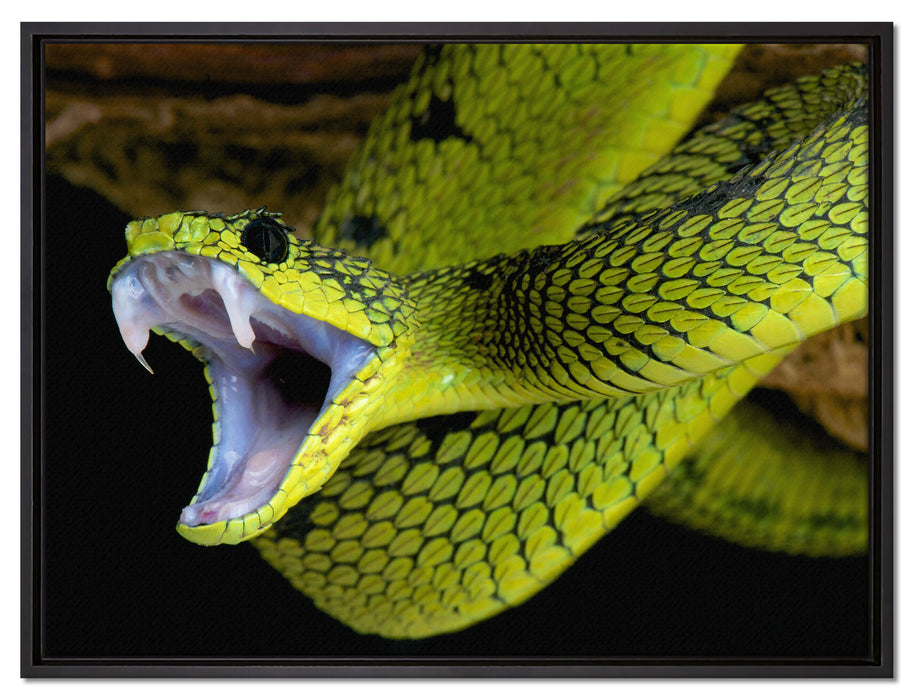 Giftige grüne Schlange auf Leinwandbild gerahmt Größe 80x60