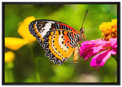 Schmetterling auf Blüte auf Leinwandbild gerahmt Größe 100x70