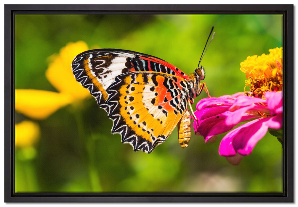 Schmetterling auf Blüte auf Leinwandbild gerahmt Größe 60x40