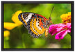 Schmetterling auf Blüte auf Leinwandbild gerahmt Größe 60x40