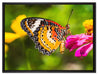 Schmetterling auf Blüte auf Leinwandbild gerahmt Größe 80x60