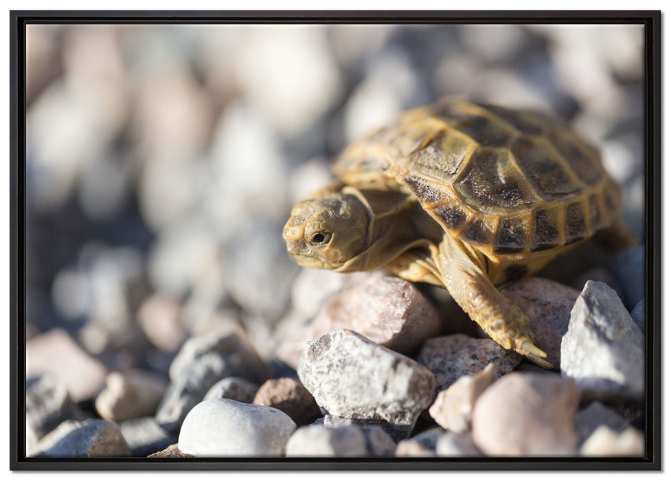 Kleine Schildkröte auf Leinwandbild gerahmt Größe 100x70