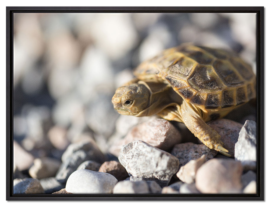 Kleine Schildkröte auf Leinwandbild gerahmt Größe 80x60
