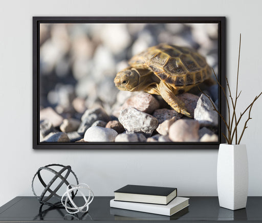 Kleine Schildkröte auf Leinwandbild gerahmt mit Kirschblüten