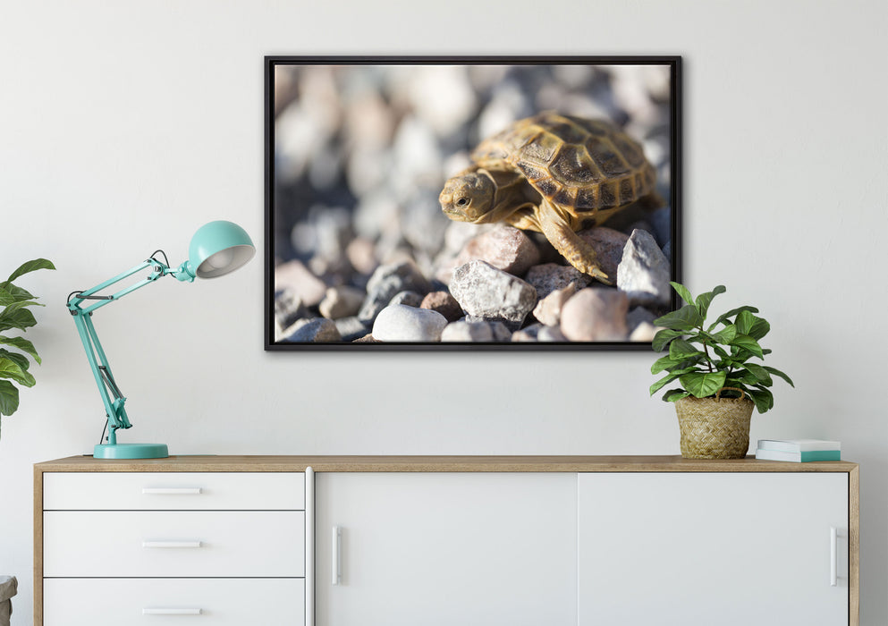 Kleine Schildkröte auf Leinwandbild gerahmt verschiedene Größen im Wohnzimmer