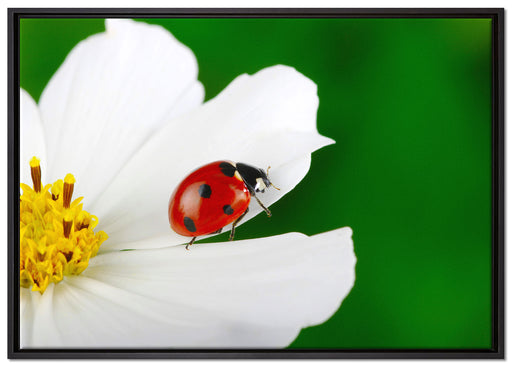 Marienkäfer auf Blüte auf Leinwandbild gerahmt Größe 100x70