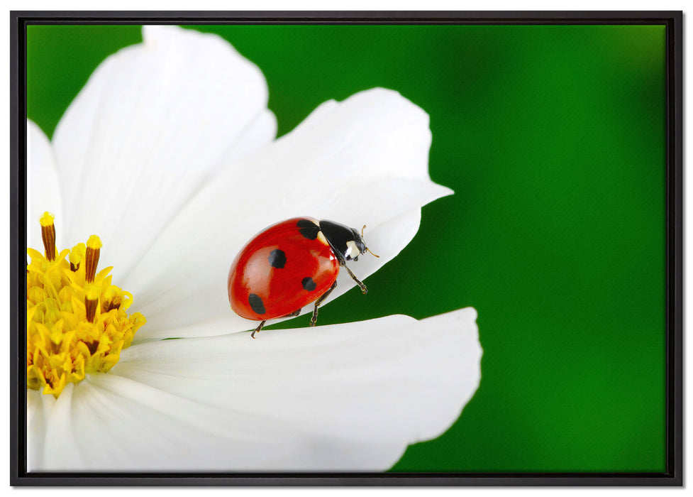 Marienkäfer auf Blüte auf Leinwandbild gerahmt Größe 100x70