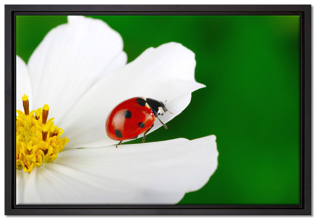 Marienkäfer auf Blüte auf Leinwandbild gerahmt Größe 60x40