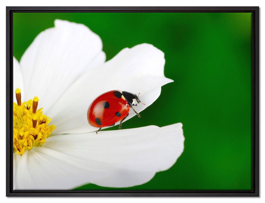 Marienkäfer auf Blüte auf Leinwandbild gerahmt Größe 80x60