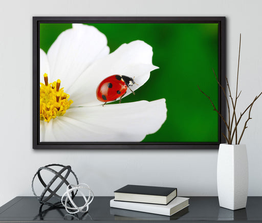 Marienkäfer auf Blüte auf Leinwandbild gerahmt mit Kirschblüten