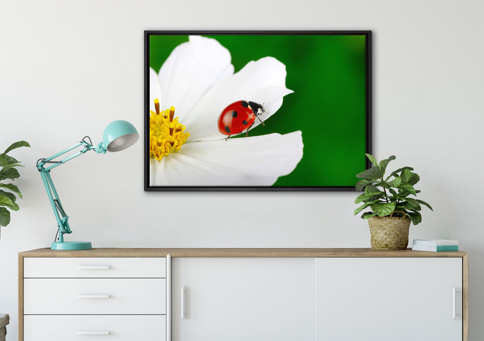Marienkäfer auf Blüte auf Leinwandbild gerahmt verschiedene Größen im Wohnzimmer