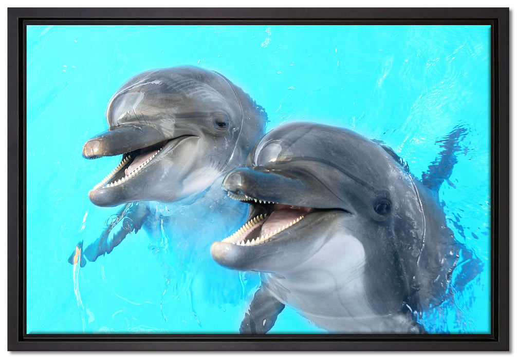 Delfinpaar auf Leinwandbild gerahmt Größe 60x40