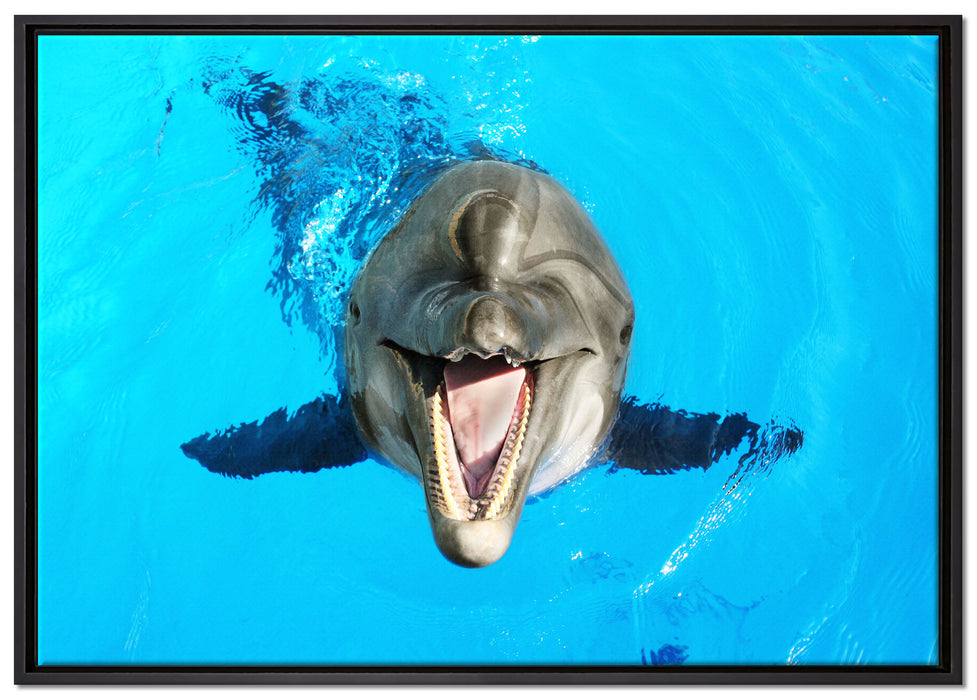 Delfin lacht auf Leinwandbild gerahmt Größe 100x70