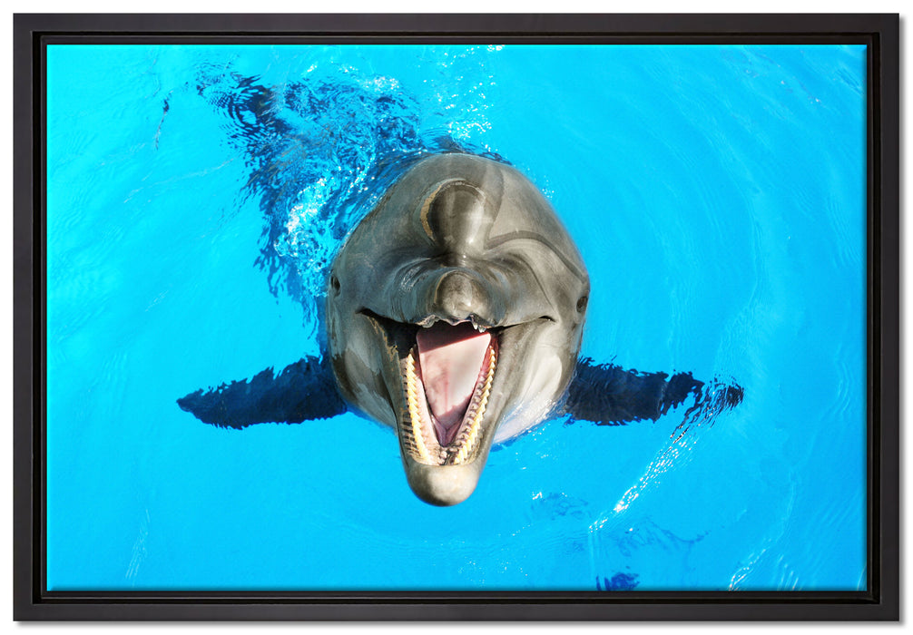 Delfin lacht auf Leinwandbild gerahmt Größe 60x40