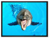 Delfin lacht auf Leinwandbild gerahmt Größe 80x60
