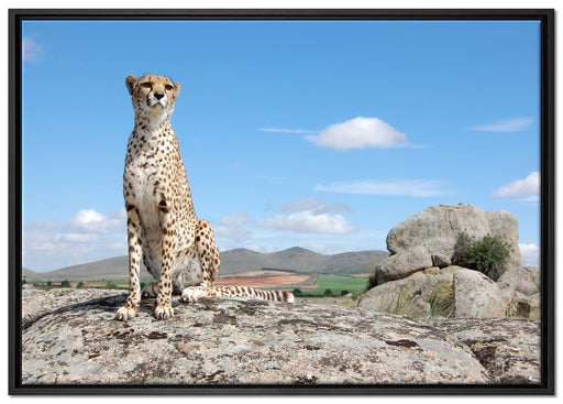 Wachsamer Gepard auf Leinwandbild gerahmt Größe 100x70